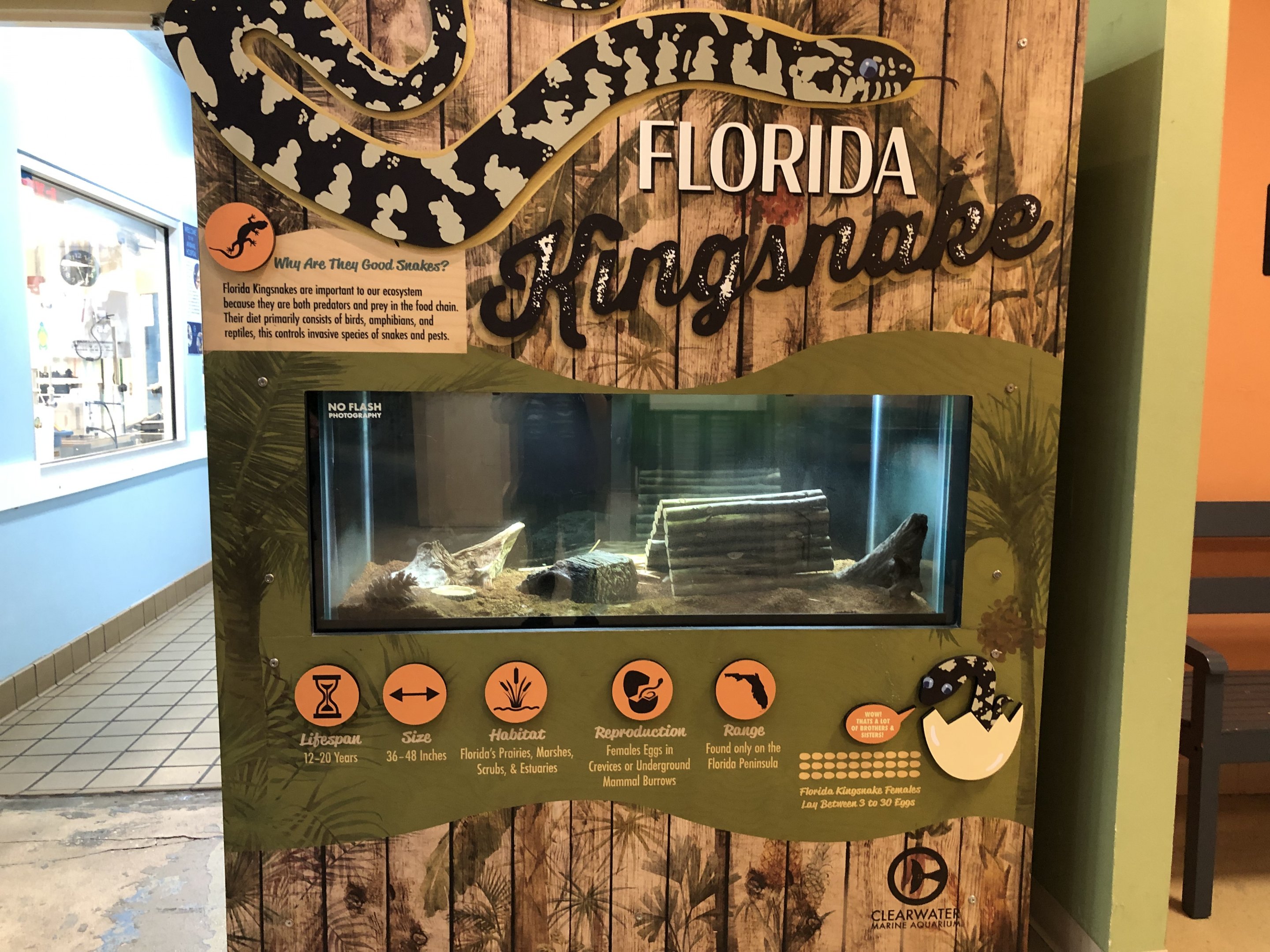 Florida Kingsnake terrarium