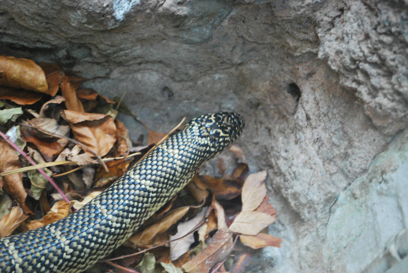 FLORIDA KINGSNAKE