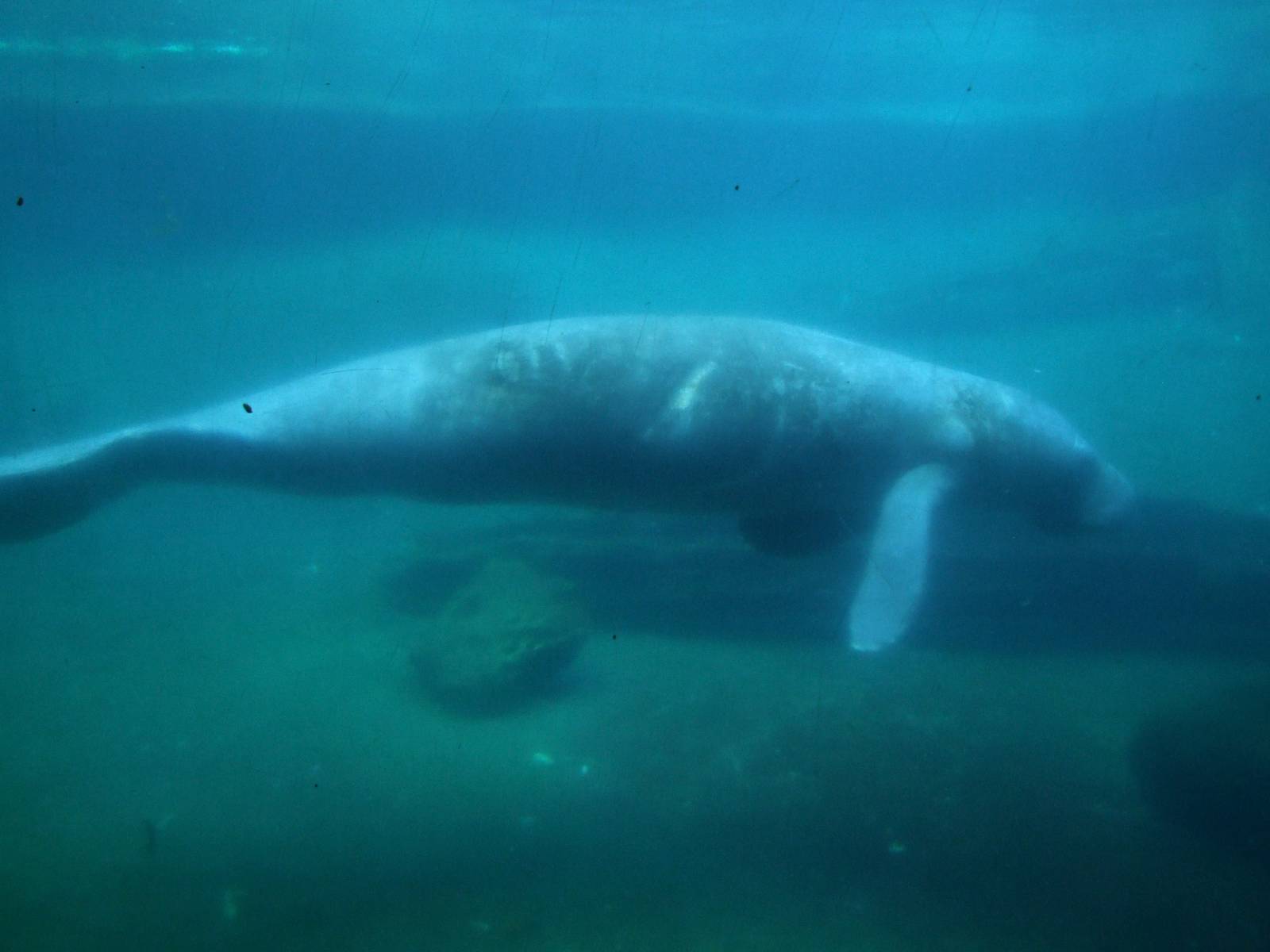 Florida Manatee at Lowry Park, 13/10/13