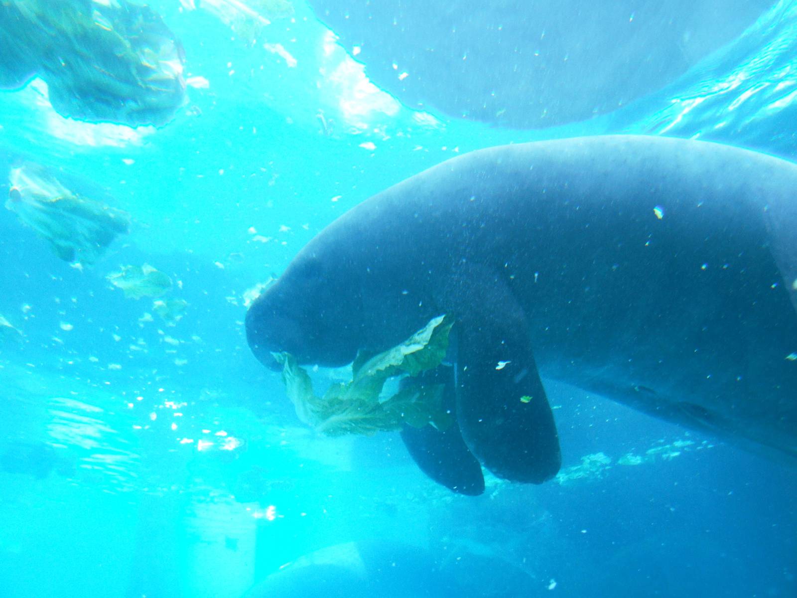 Florida Manatee at Mote, 07/10/13