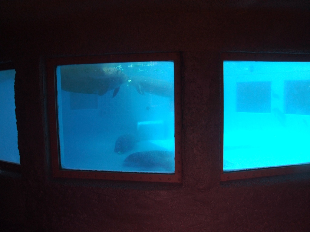 Florida Manatee Enclosure at Miami Seaquarium, 16/10/13