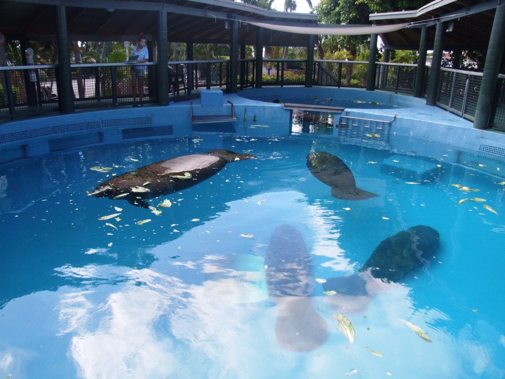 Florida Manatee Enclosure at Miami Seaquarium, 16/10/13