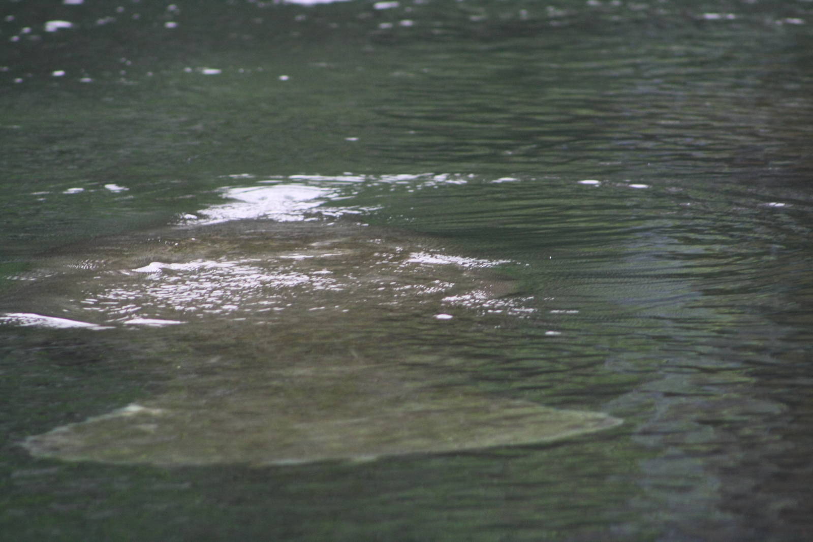 Florida Manatee - Florida