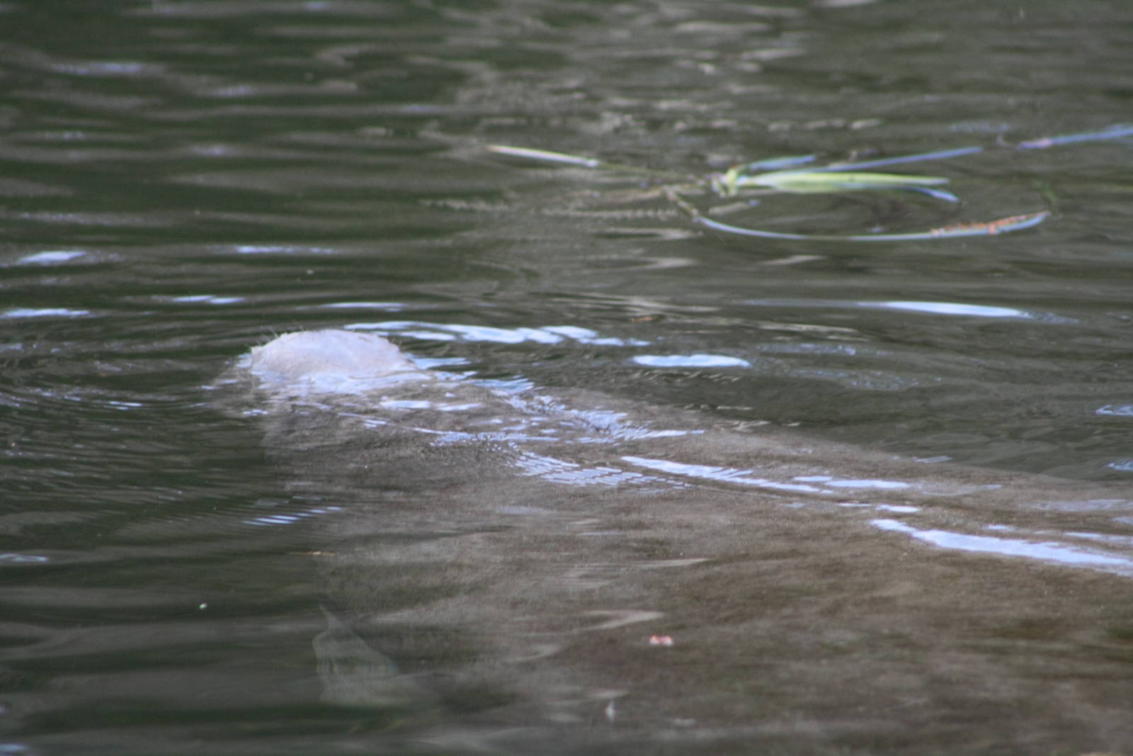 Florida Manatee - Florida