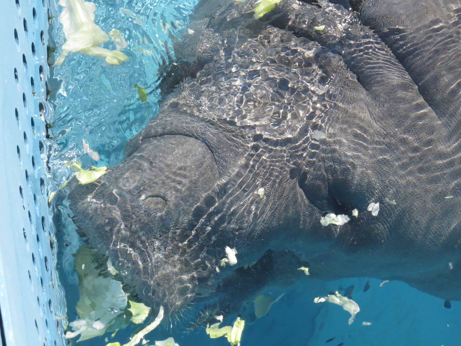 Florida manatee, March 2015