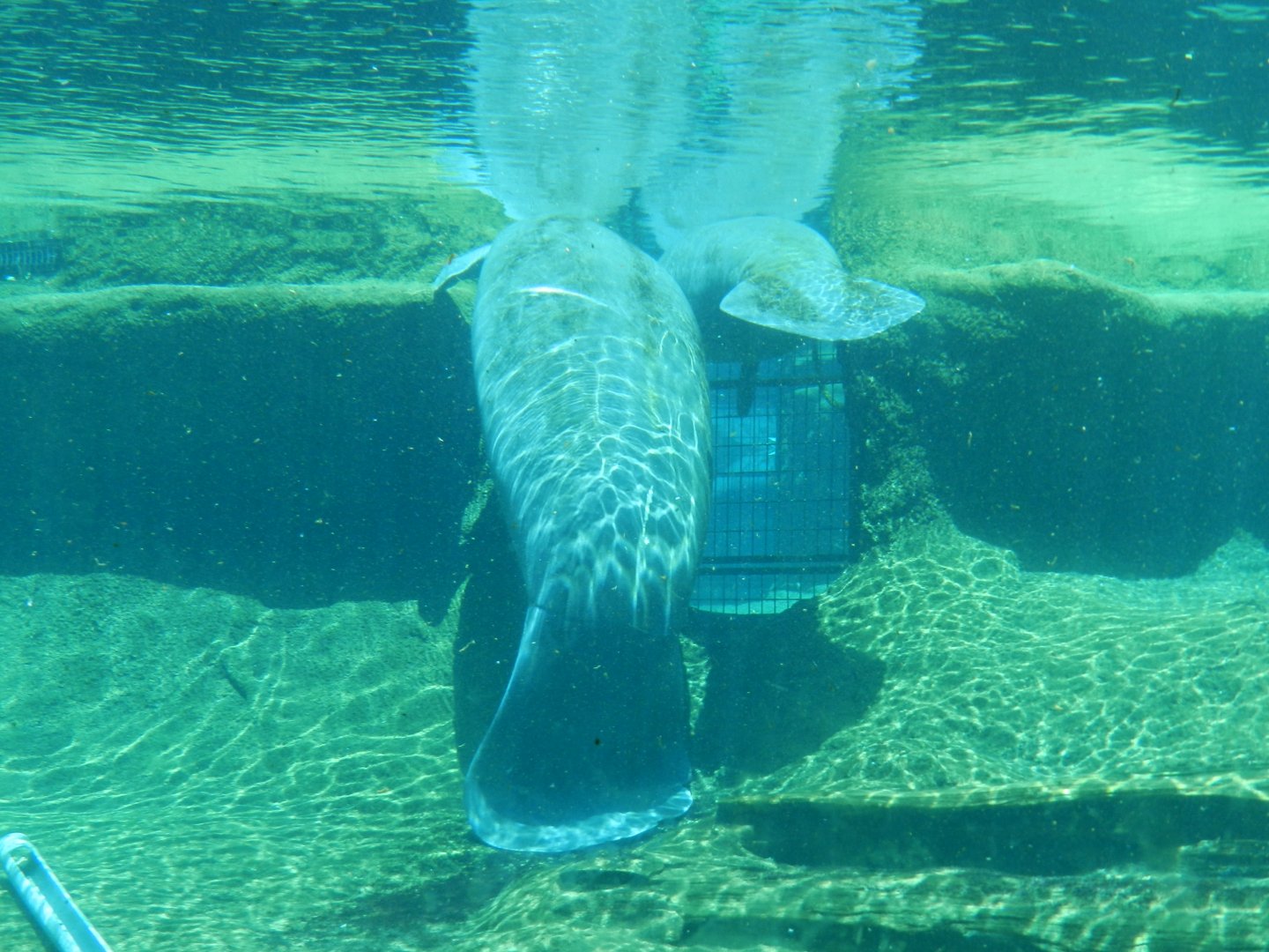 Florida Manatee (Trichechus manatus latirostris) at Zoo Tampa at Lowry Park, USA