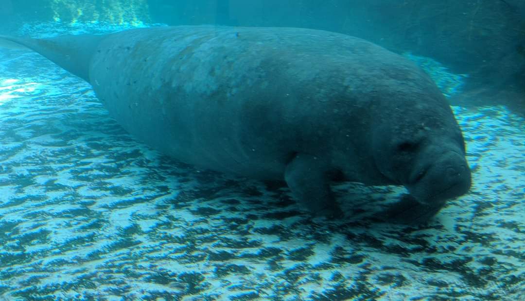 Florida manatee (Trichechus manatus latirostris)