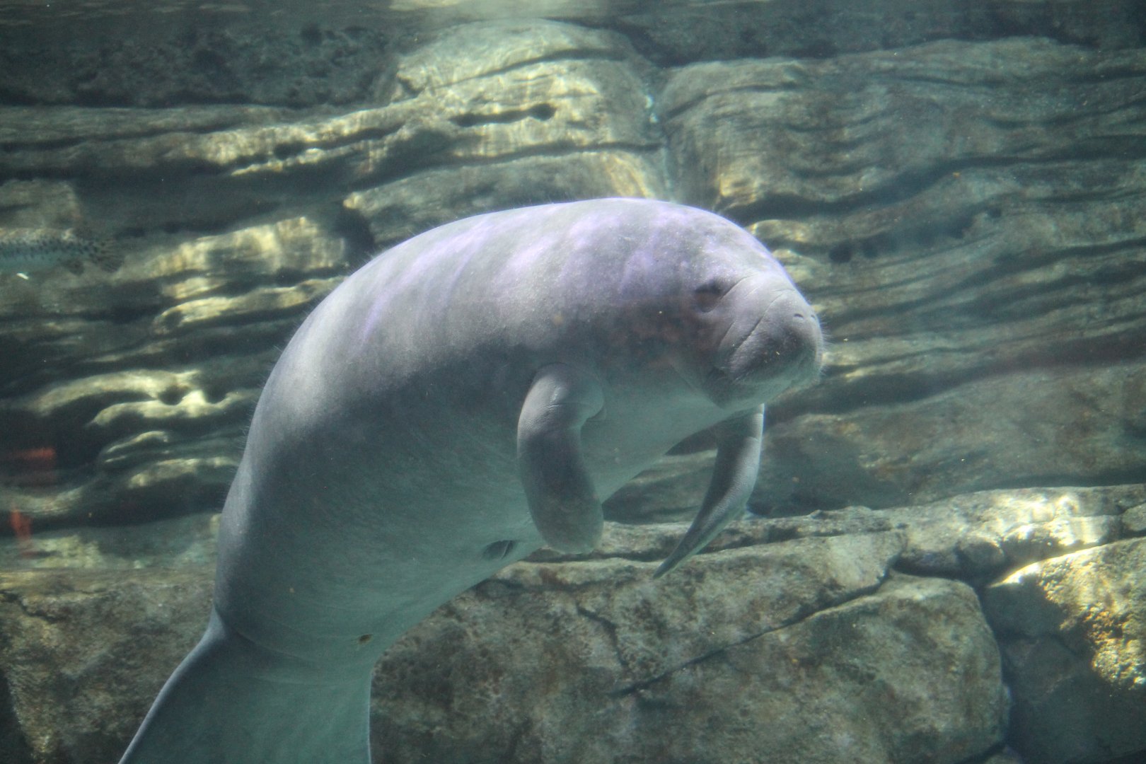 Florida manatee (Trichechus manatus latirostris)