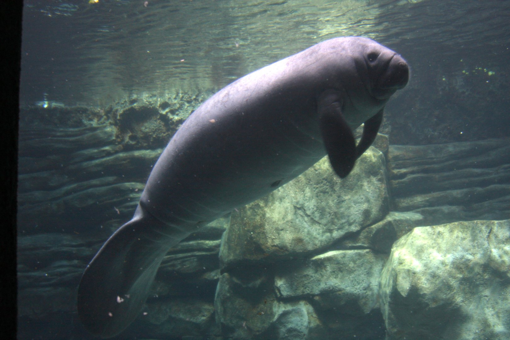 Florida manatee (Trichechus manatus latirostris)