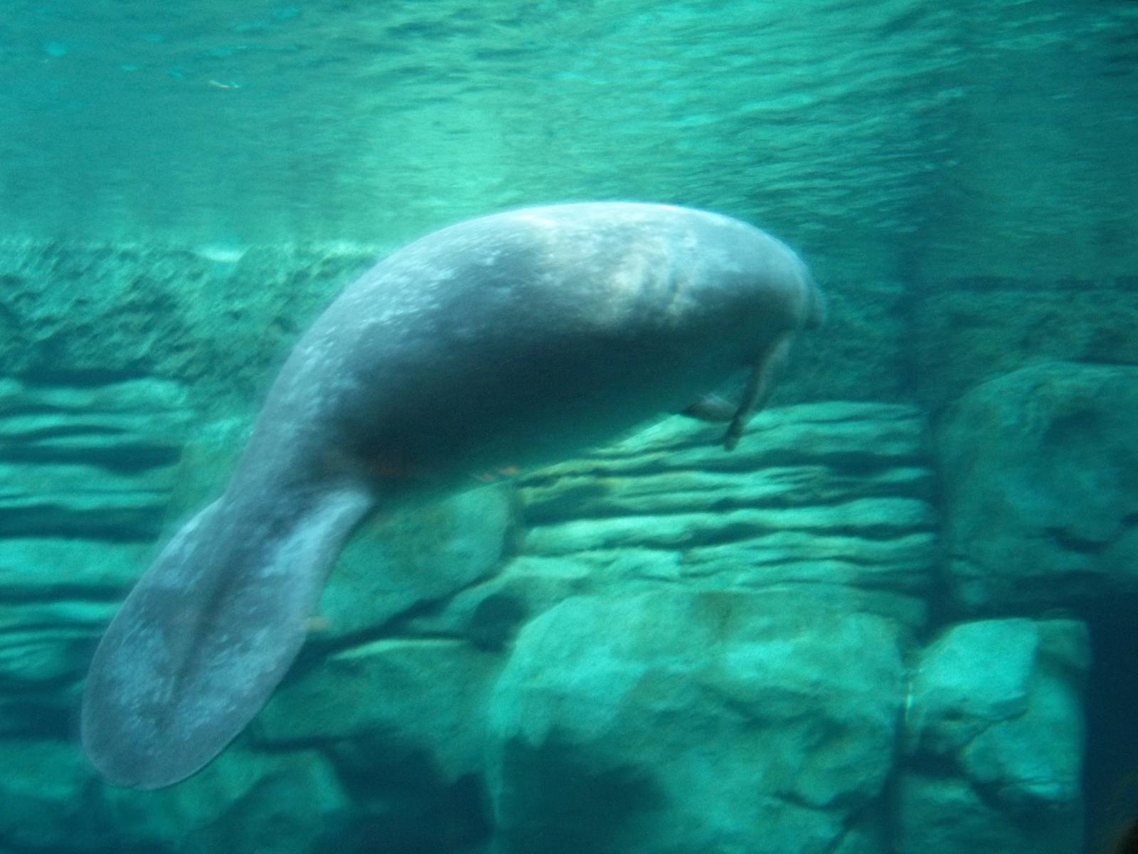 Florida Manatee