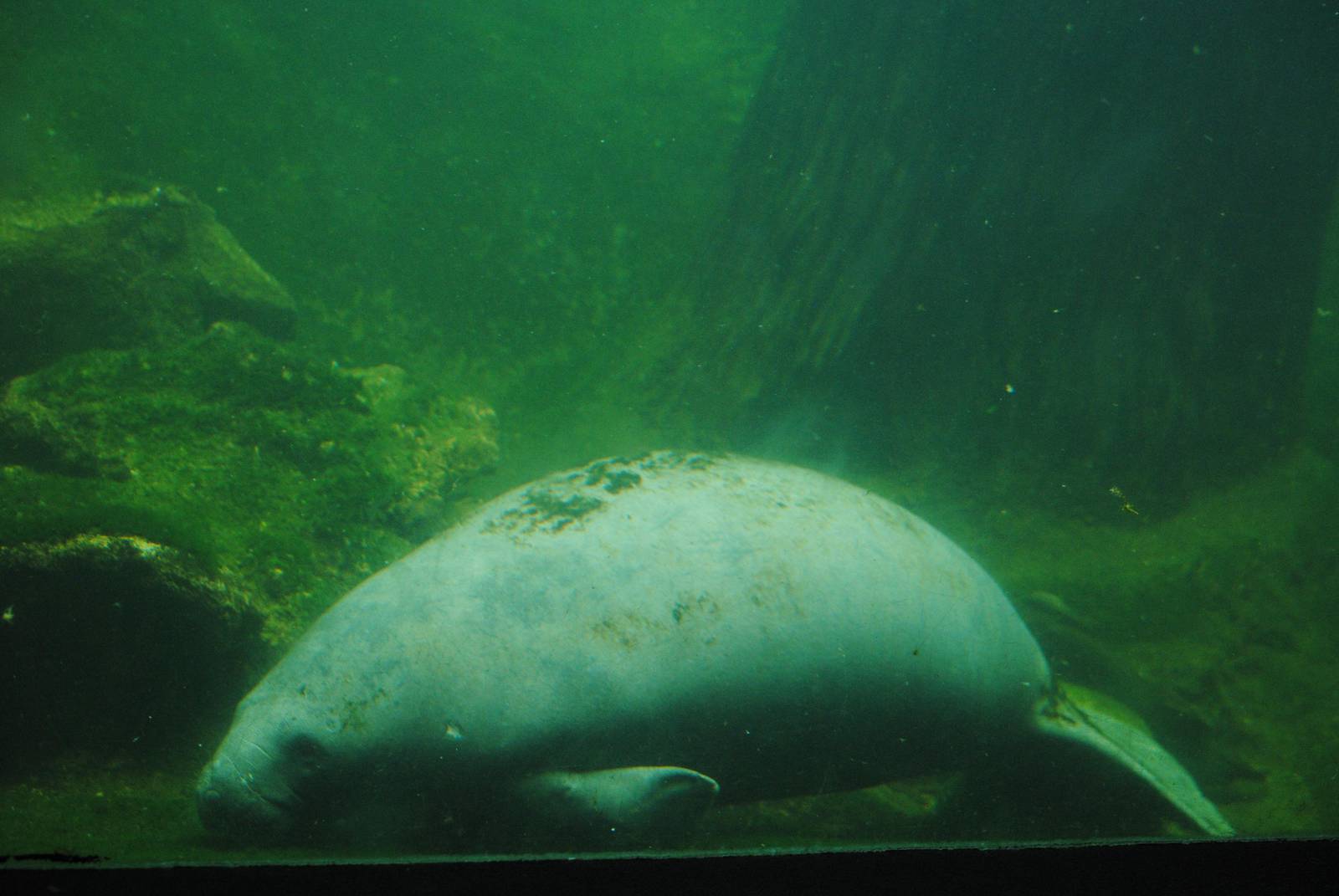 Florida Manatee
