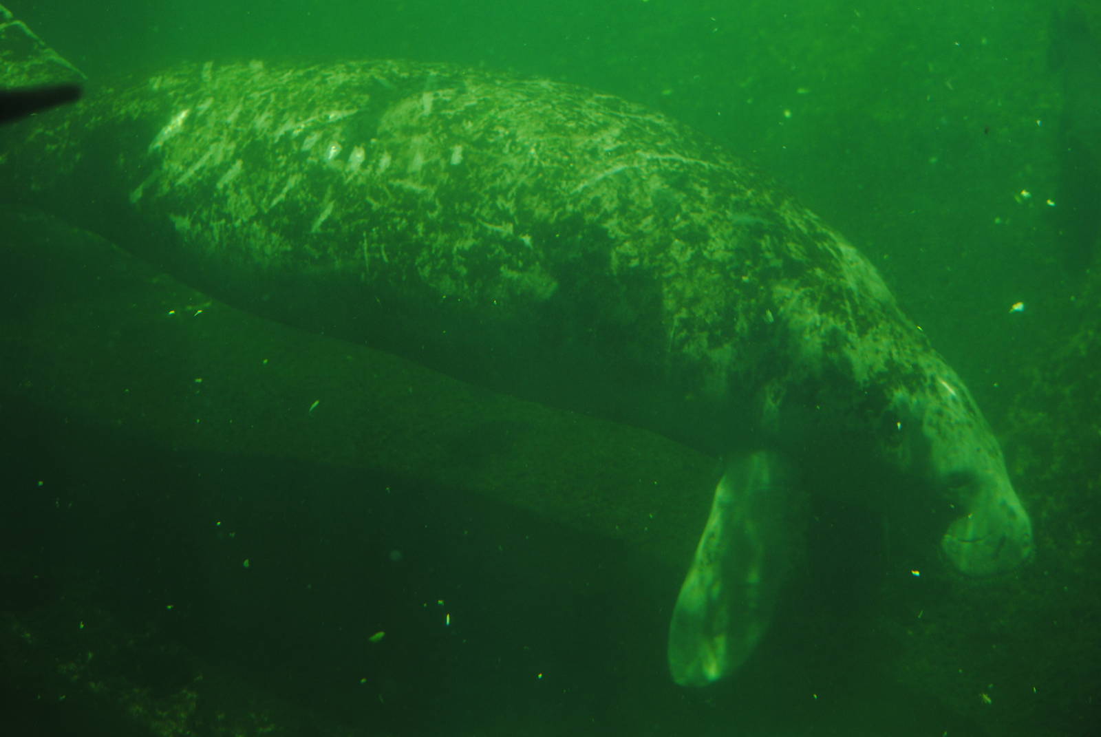 Florida Manatee