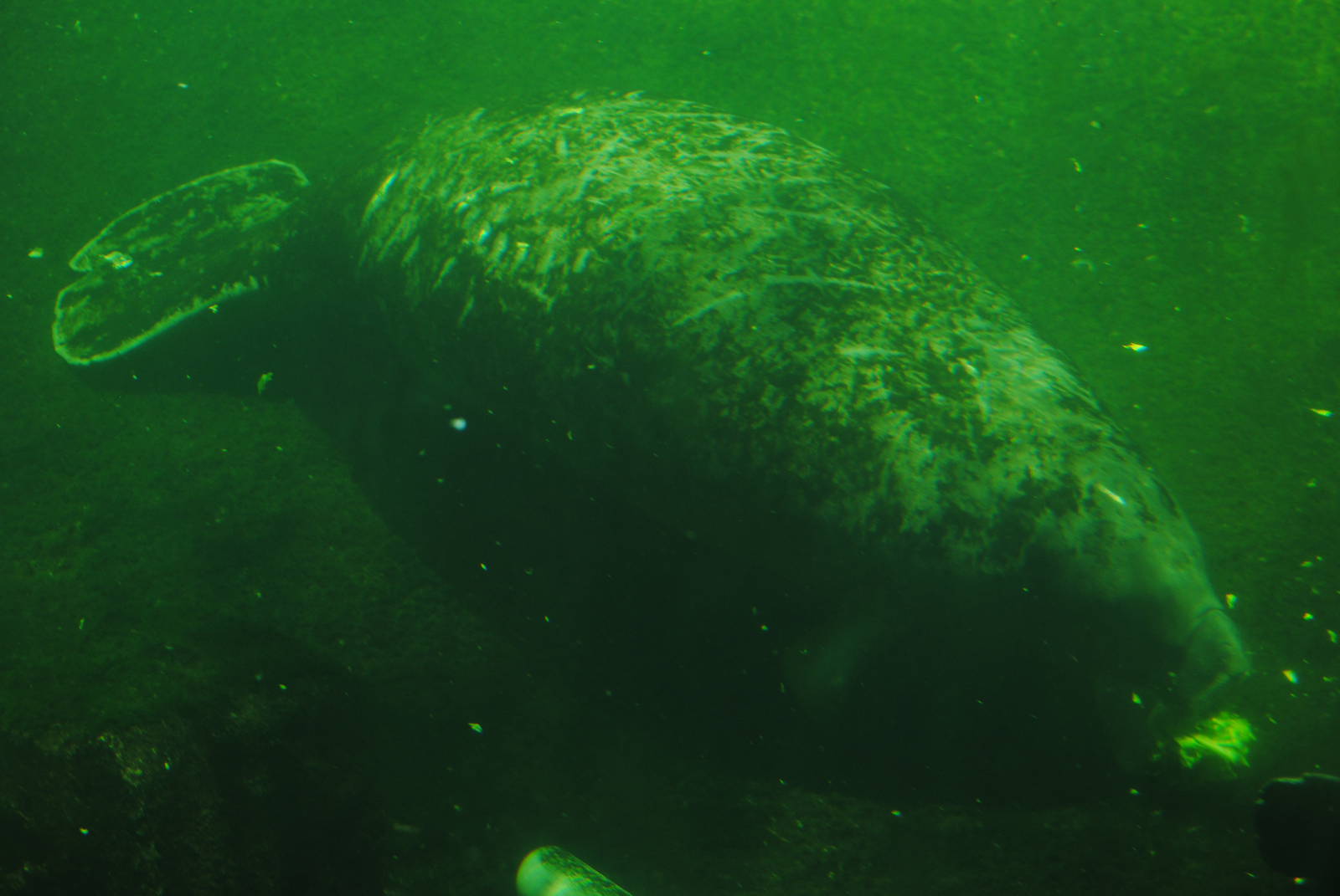 Florida Manatee
