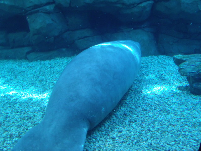 Florida Manatee