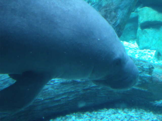 Florida Manatee