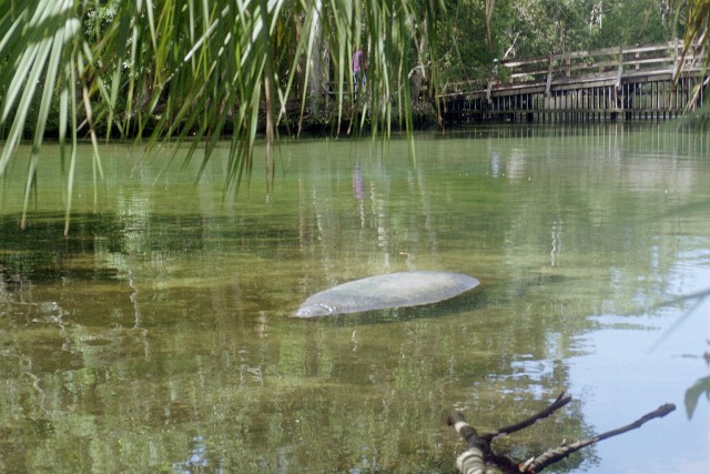 Florida Manatee