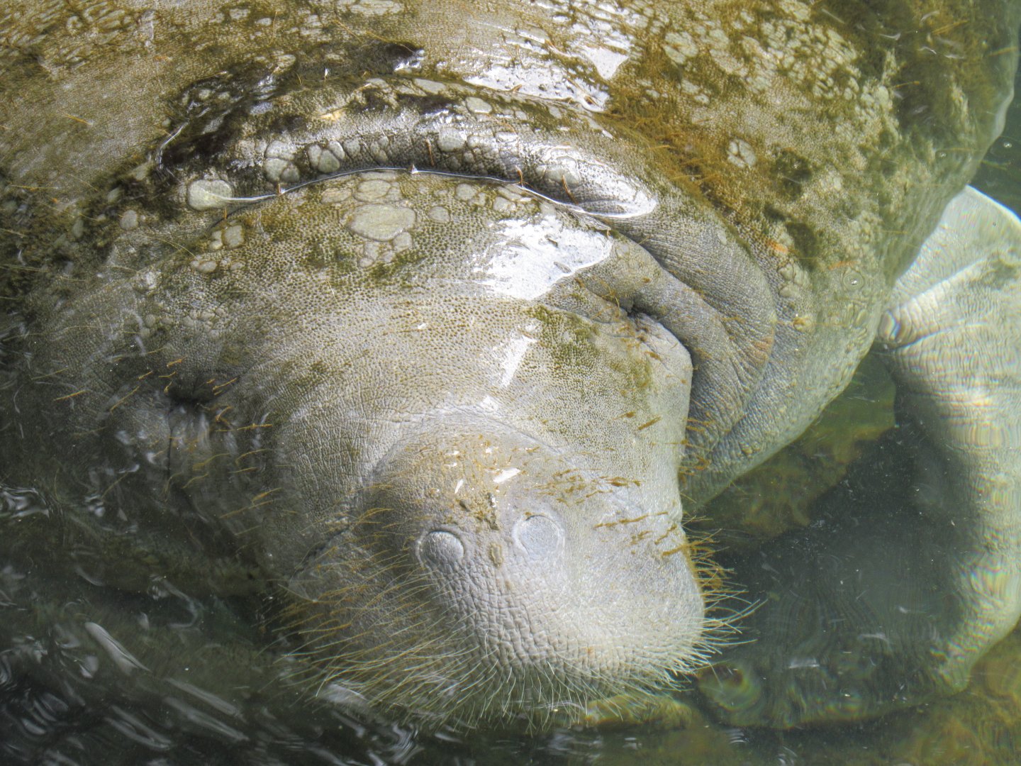 Florida manatee