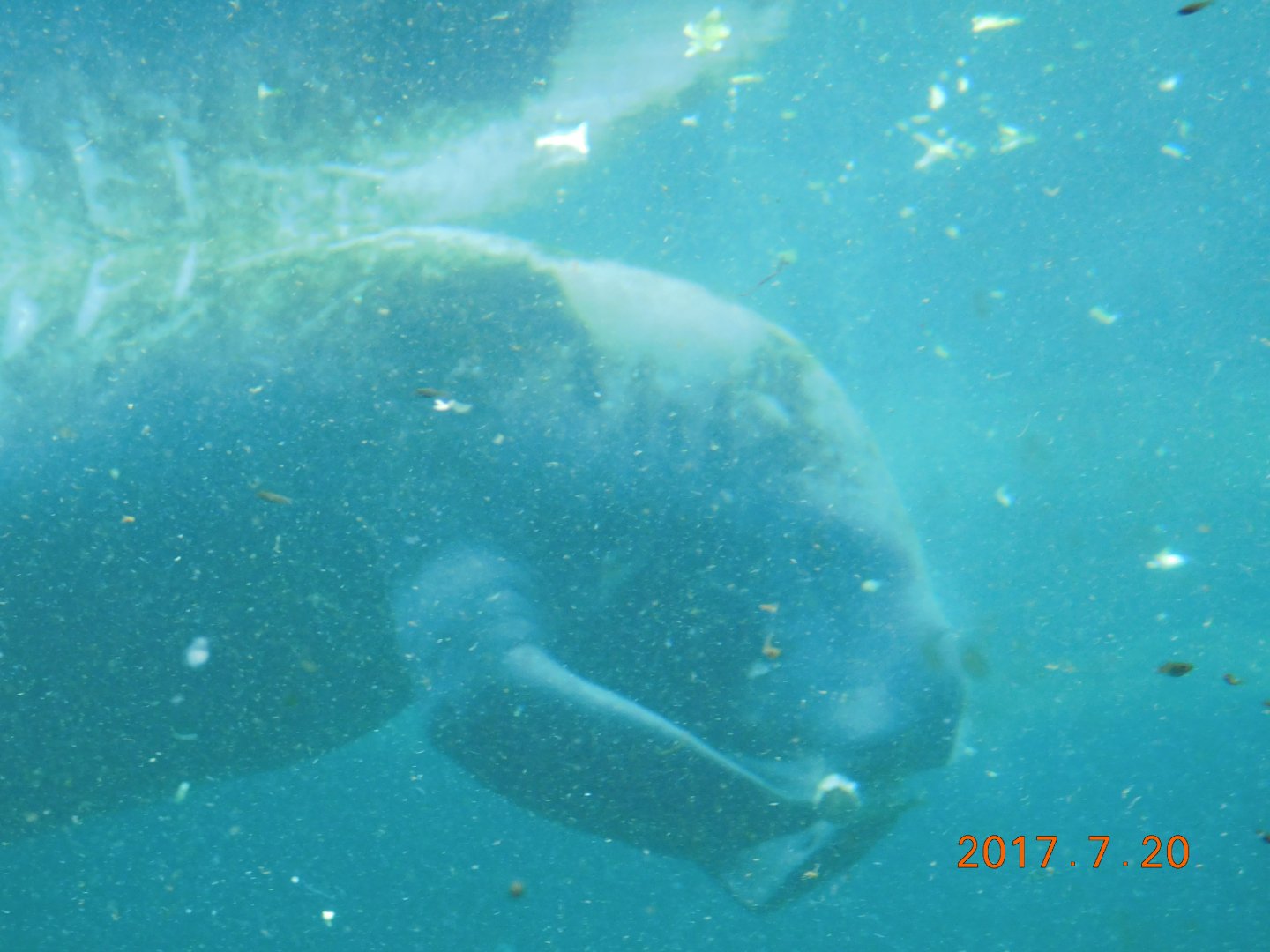 Florida Manatee