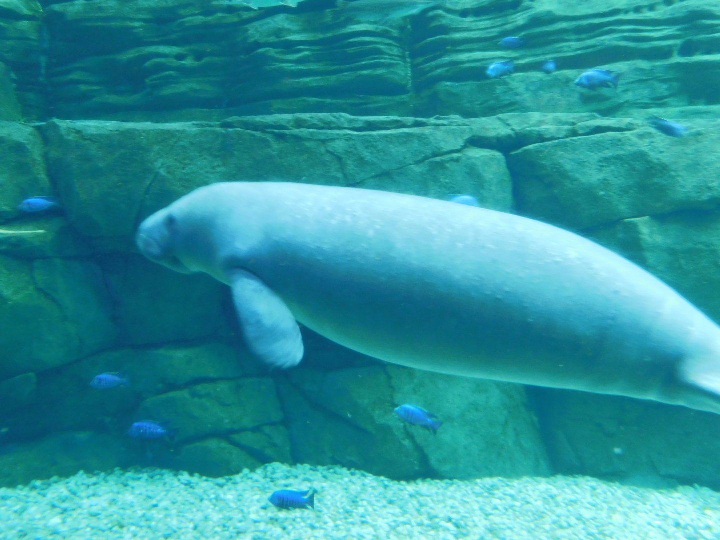 Florida Manatee