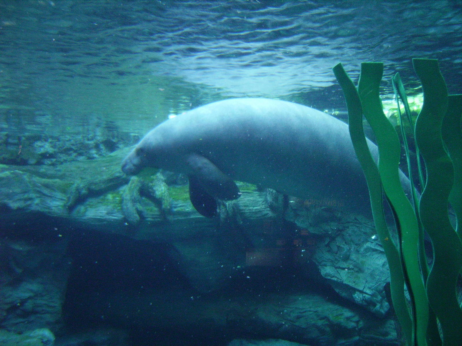Florida Manatee