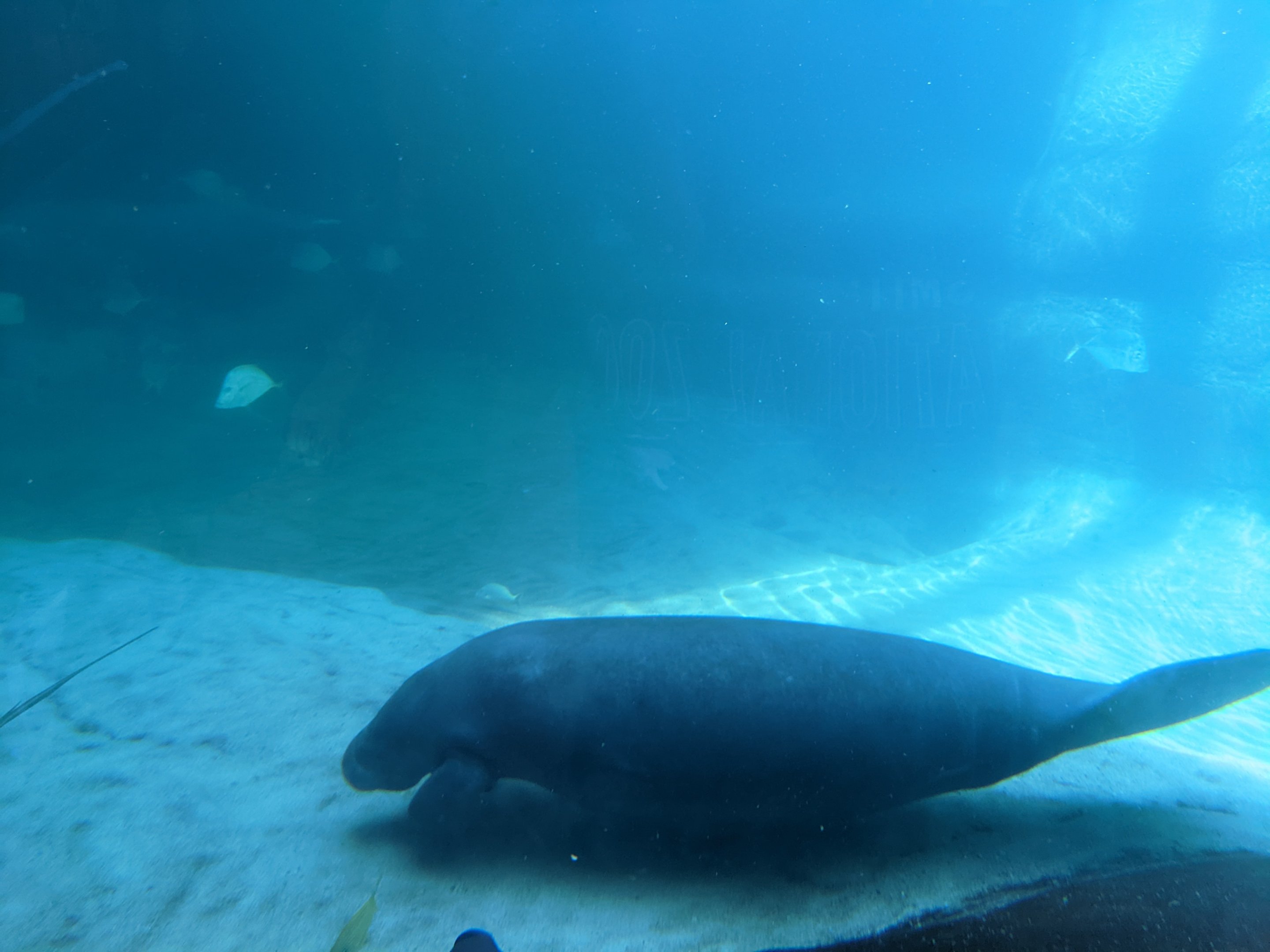 Florida Manatee