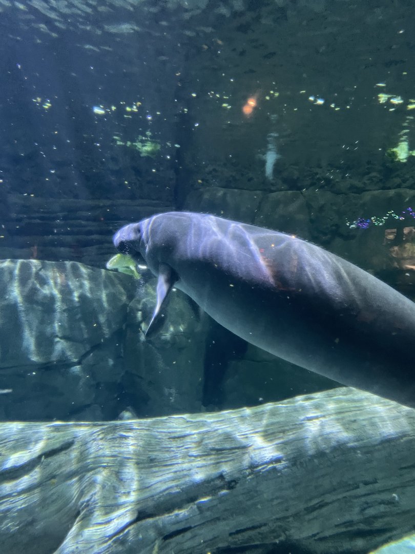 Florida Manatee