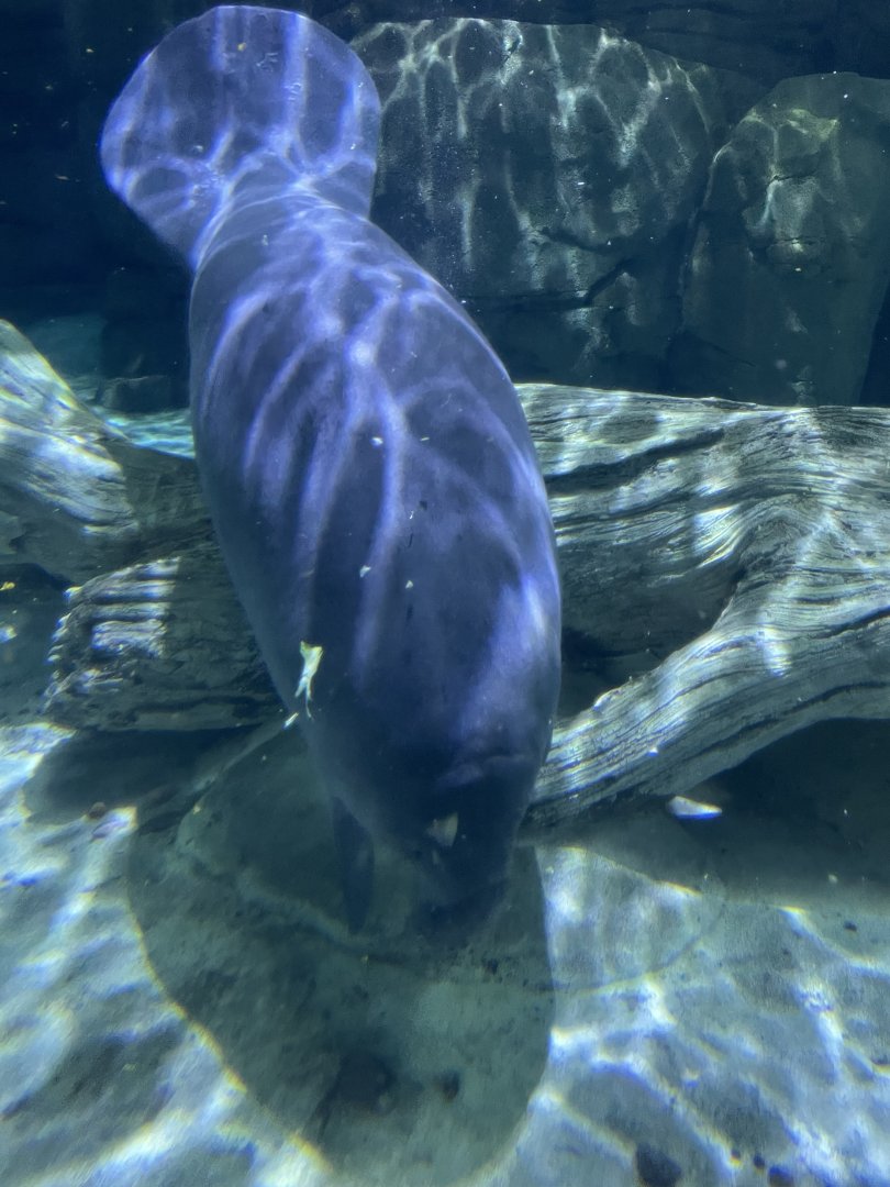 Florida Manatee
