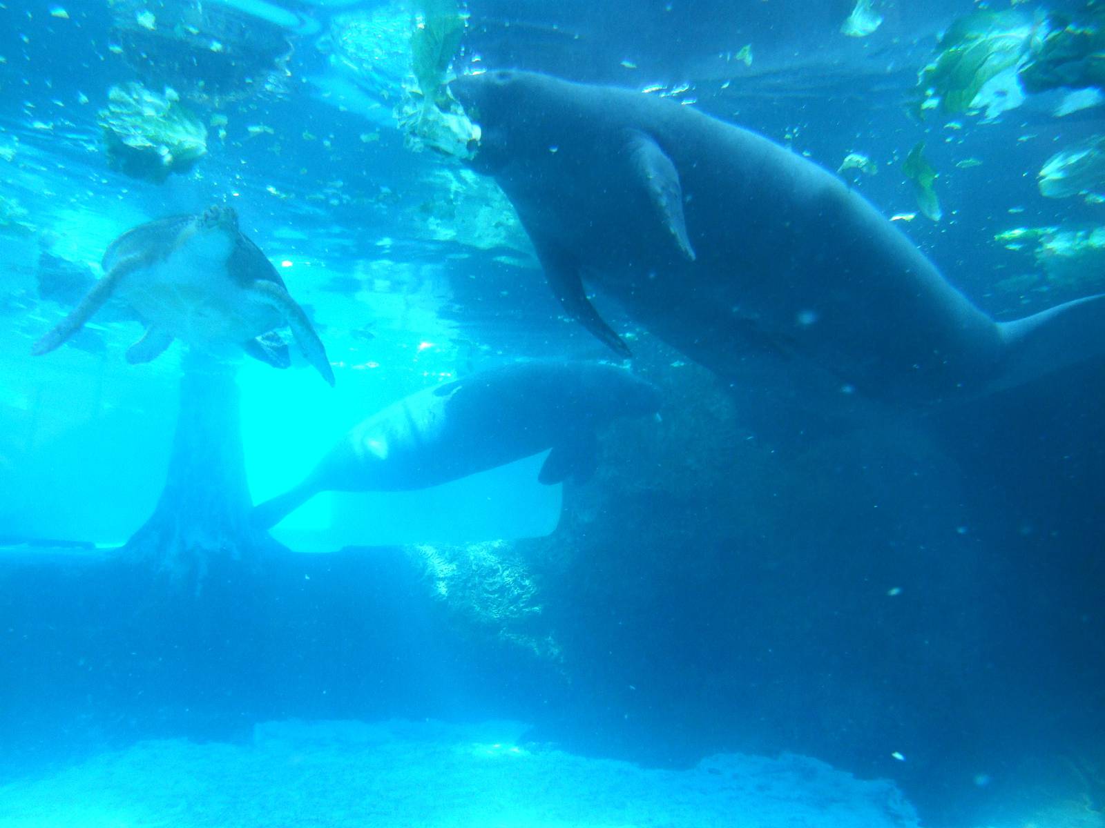 Florida Manatees and Green Sea Turtle at Mote, 07/10/13