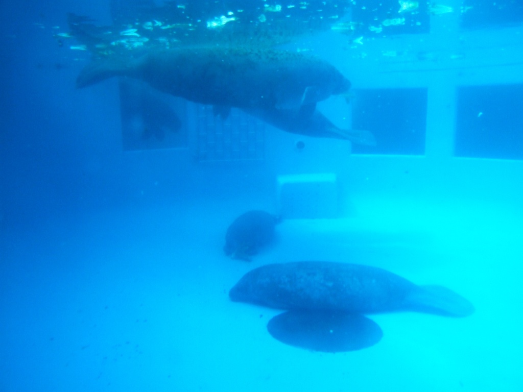 Florida Manatees at Miami Seaquarium, 16/10/13