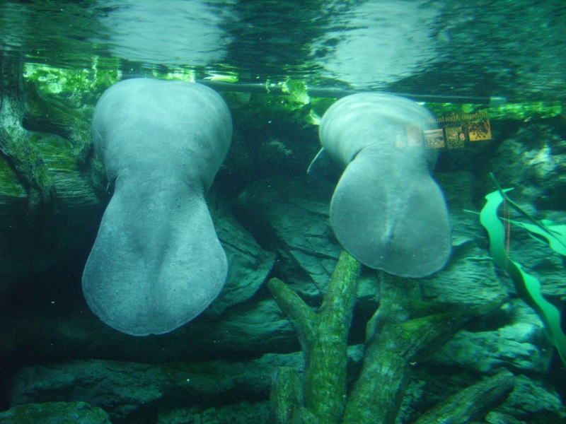 Florida Manatees - Manatee Springs