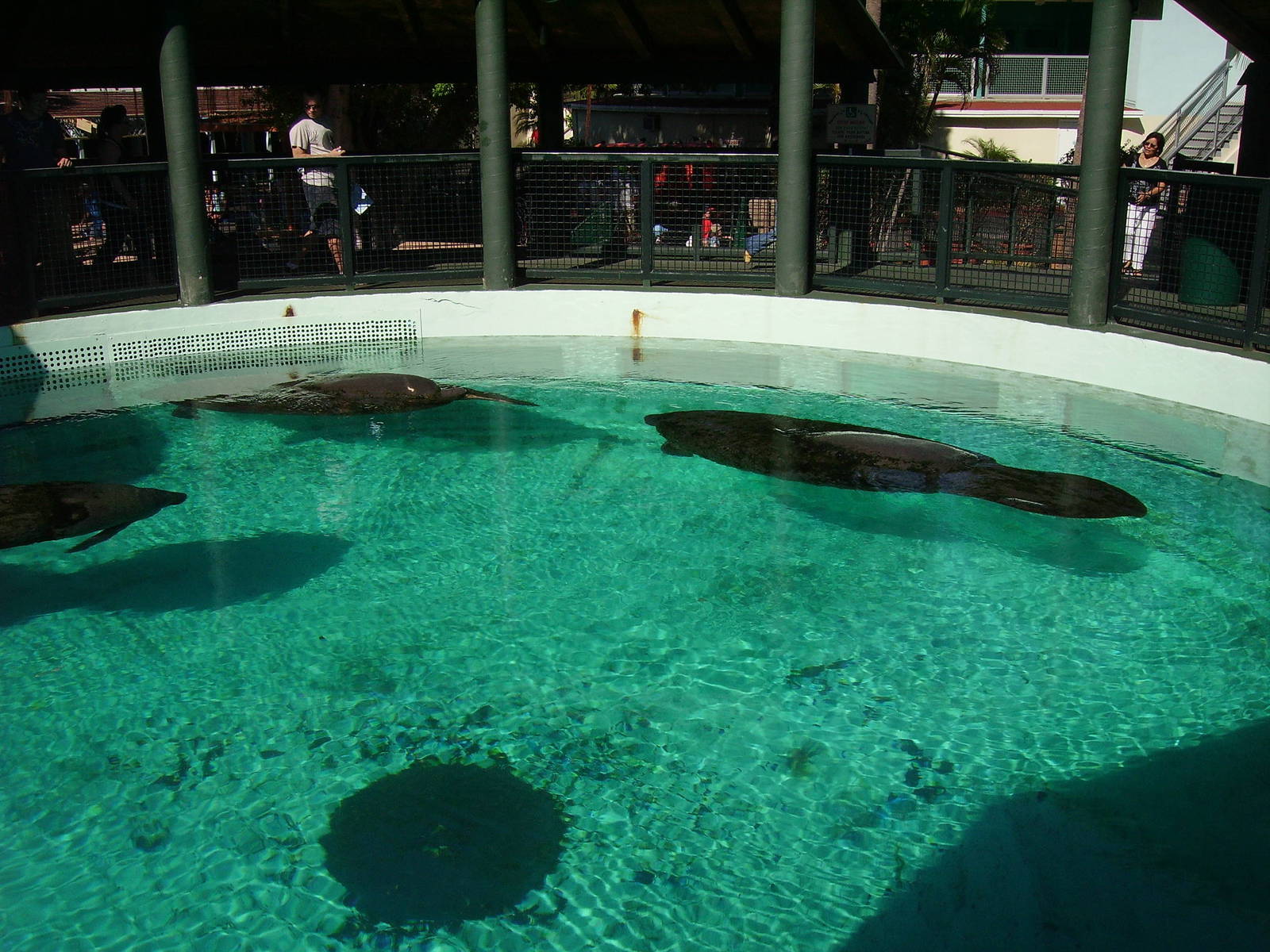 Florida Manatees - Miami Seaquarium