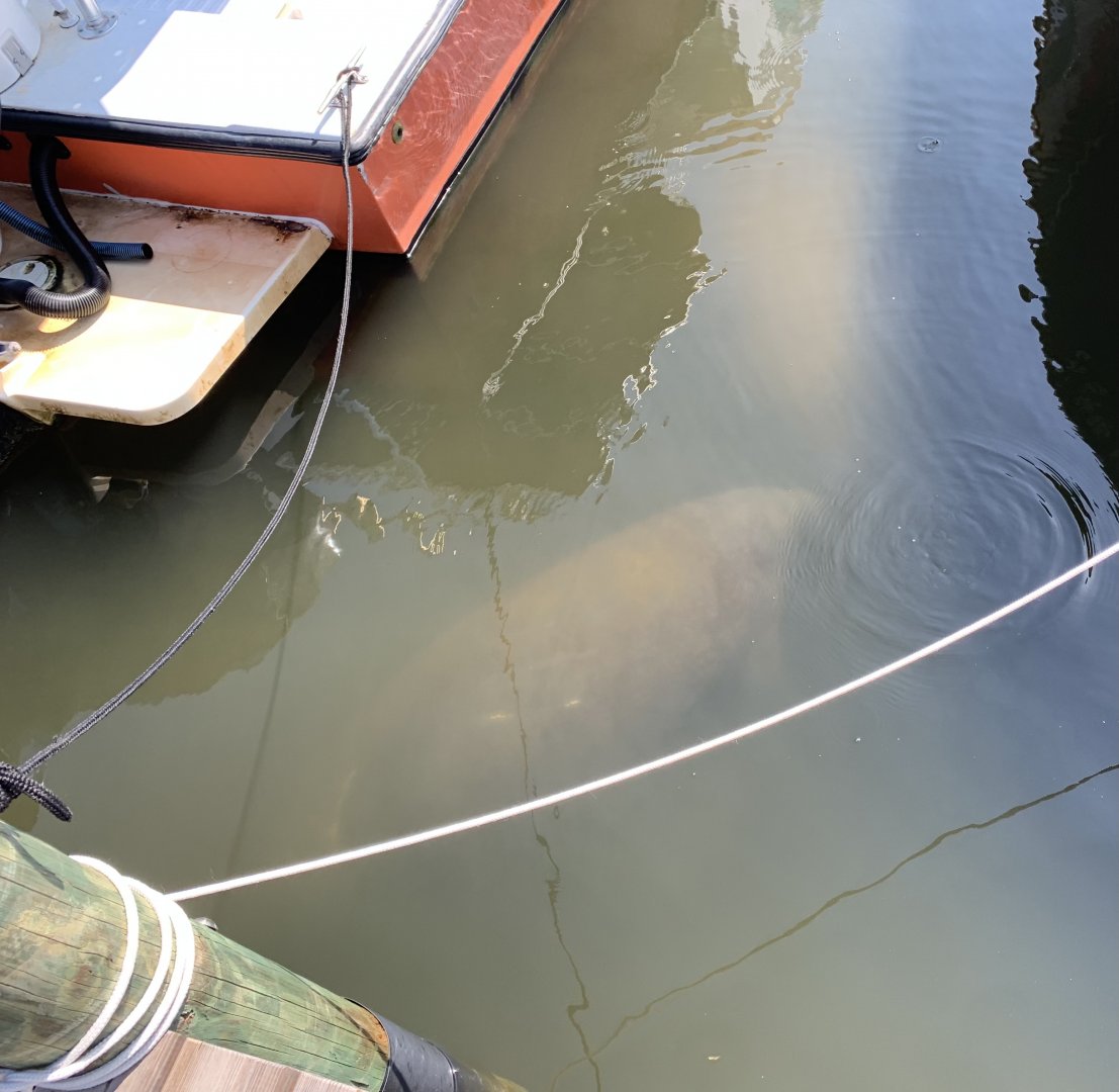 Florida Manatees (Trichechus manatus latirostris)