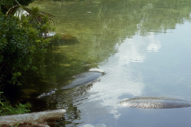 Florida Manatees