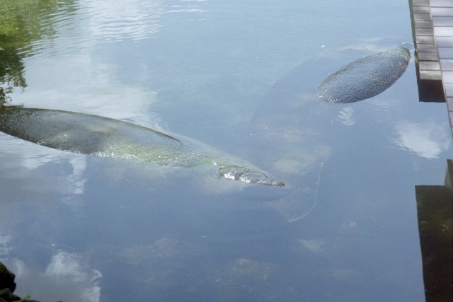 Florida Manatees