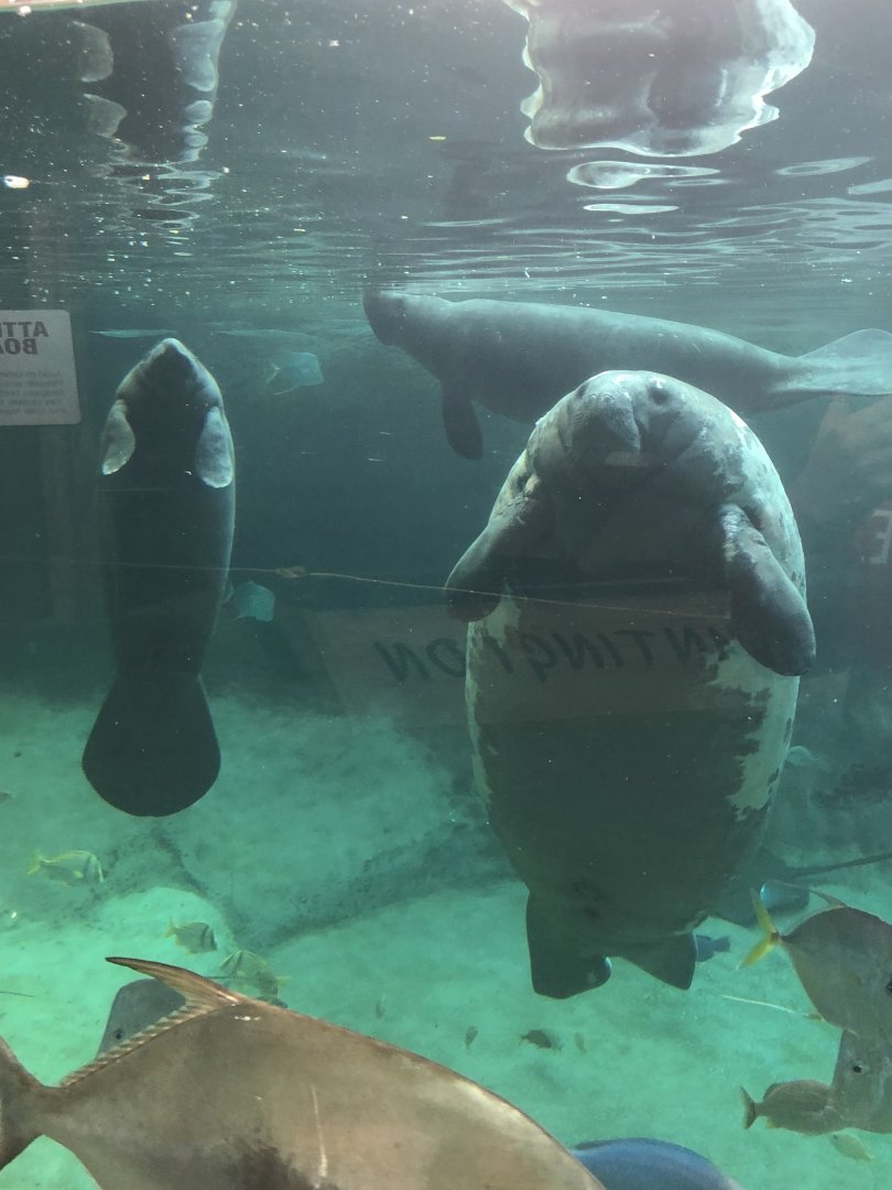 Florida Manatees