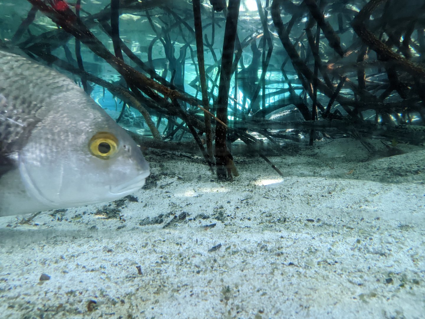 Florida mangrove area