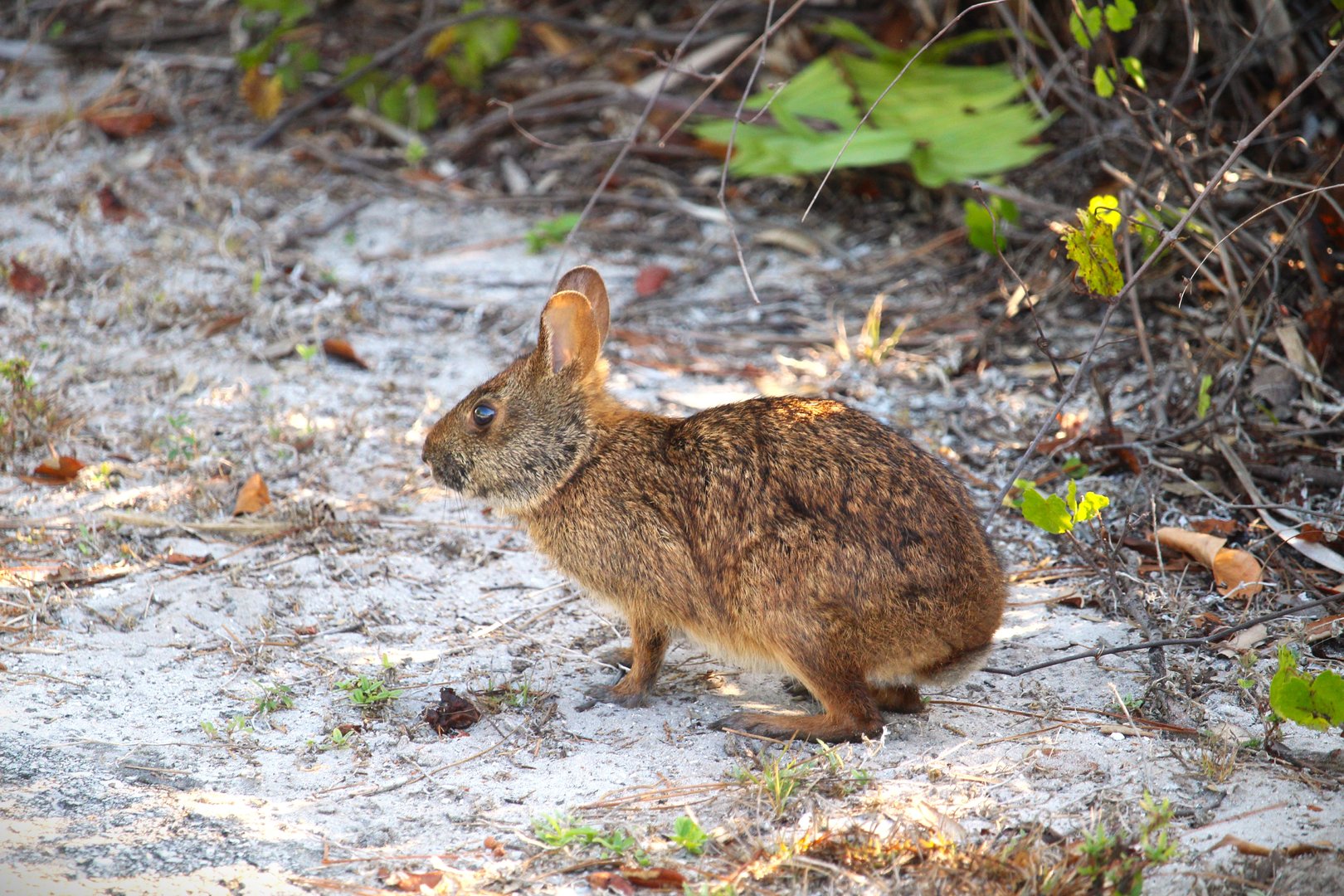 Florida Marsh Rabbit