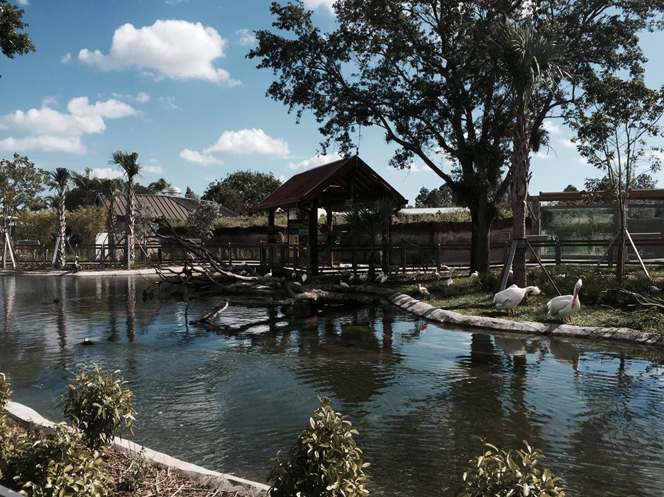 Florida: Mission Evergaldes- Water Birds