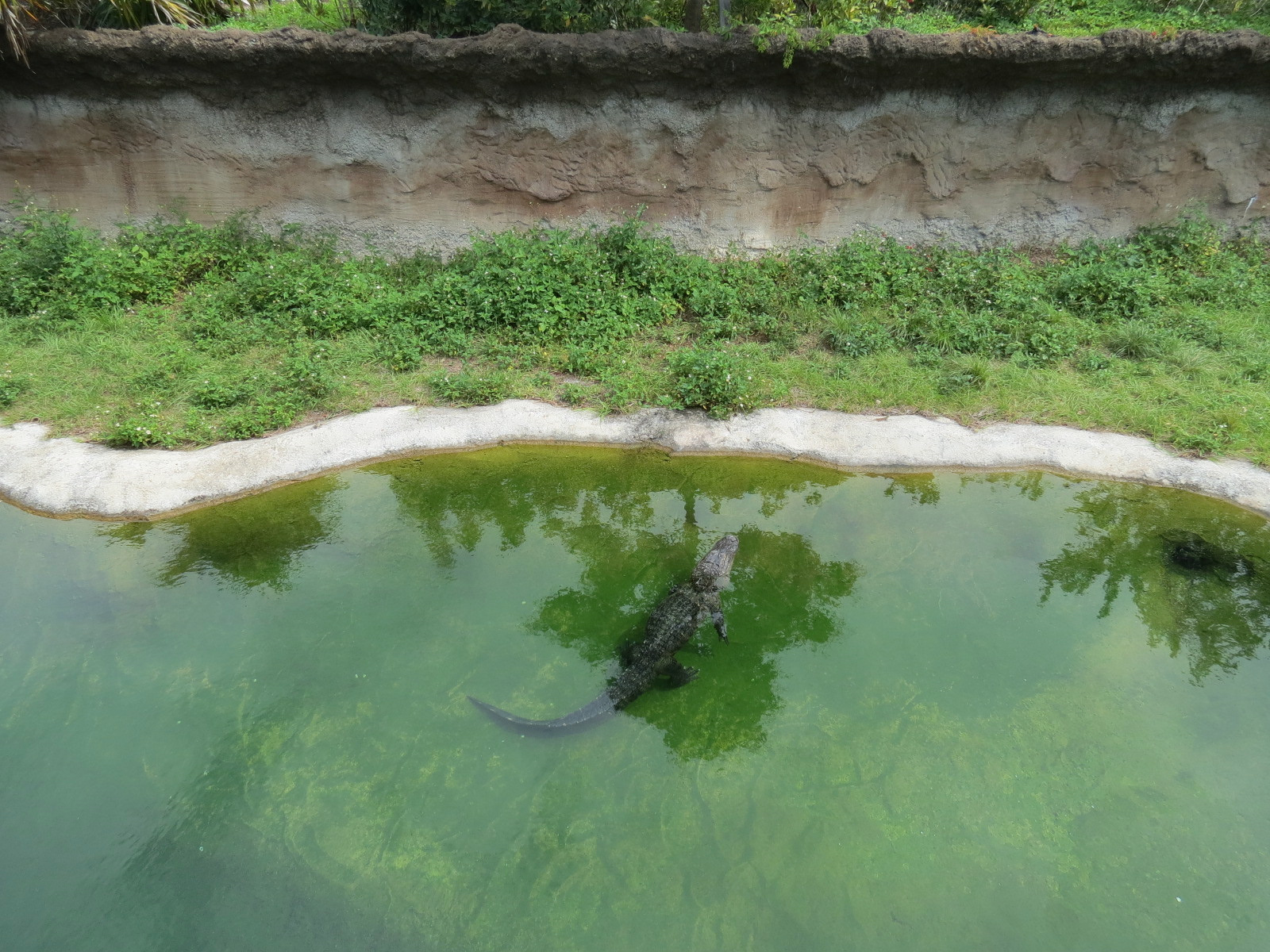 Florida: Mission Everglades - American Alligator Exhibit