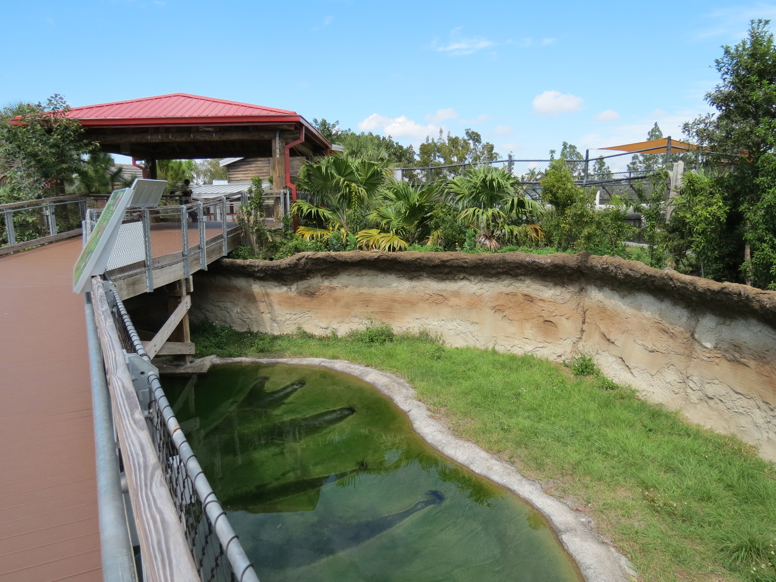 Florida: Mission Everglades - American Alligator Exhibit