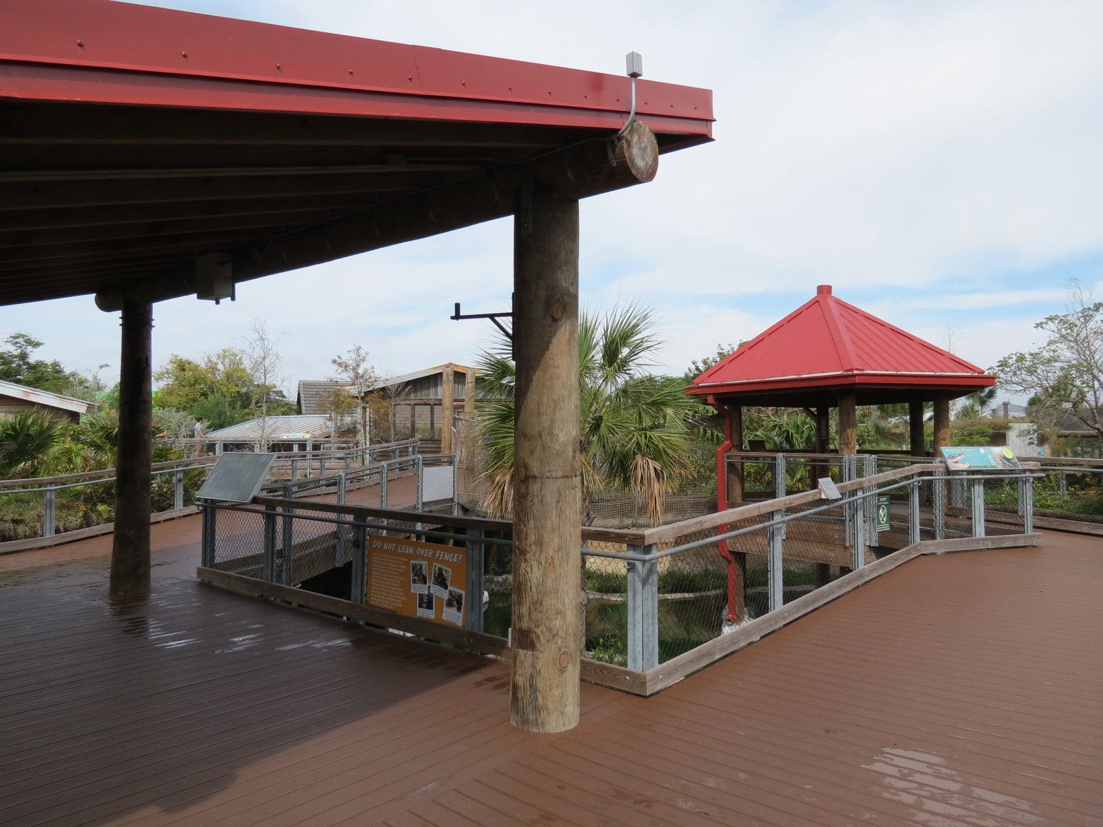 Florida: Mission Everglades - American Alligator Exhibit