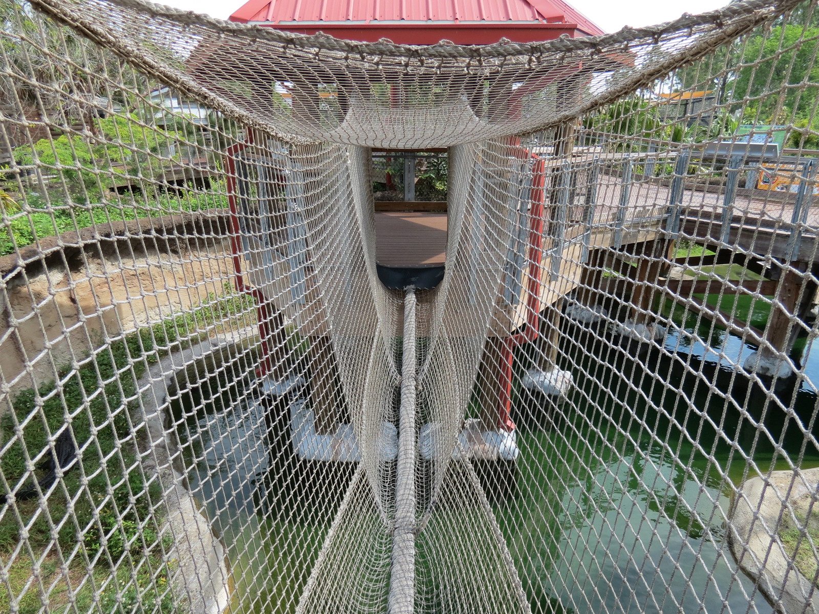 Florida: Mission Everglades - American Alligator Exhibit