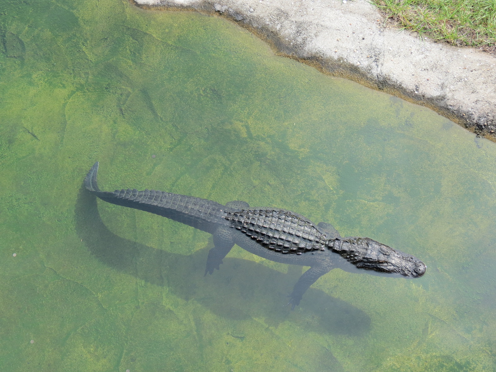 Florida: Mission Everglades - American Alligator Exhibit