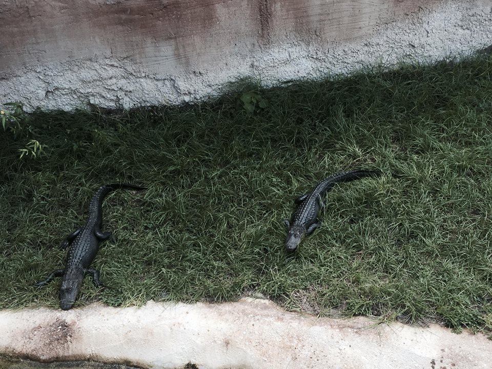Florida: Mission Everglades- American Alligator