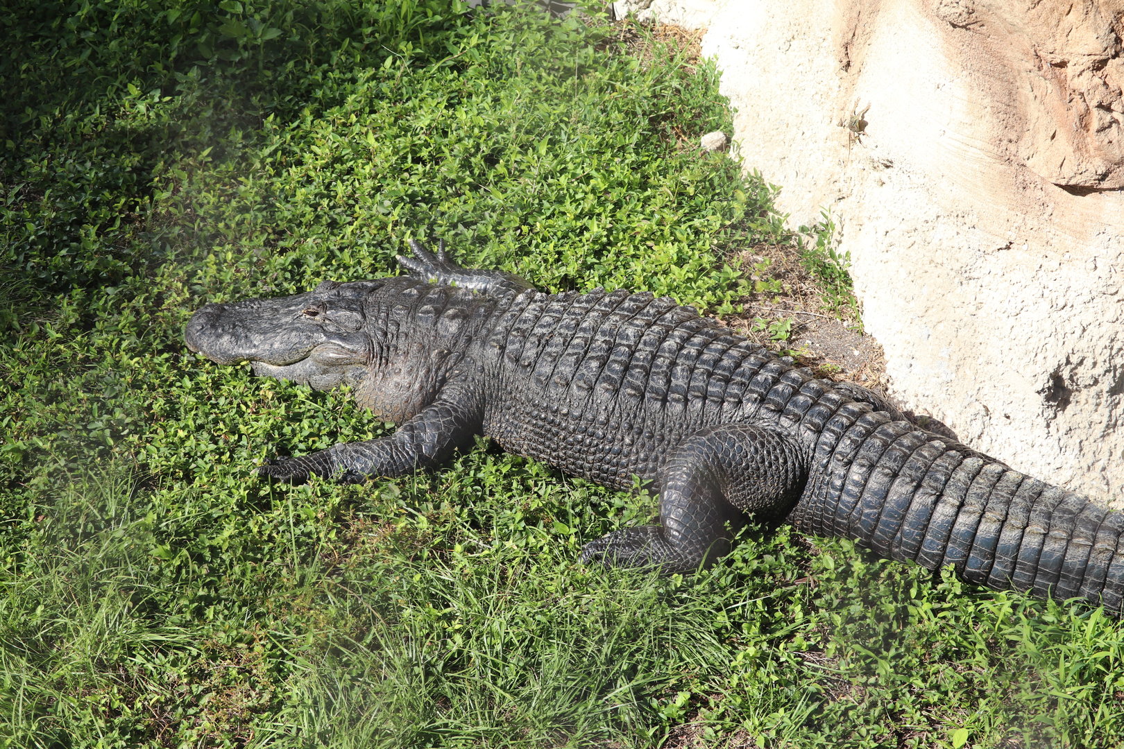 Florida: Mission Everglades - American Alligator