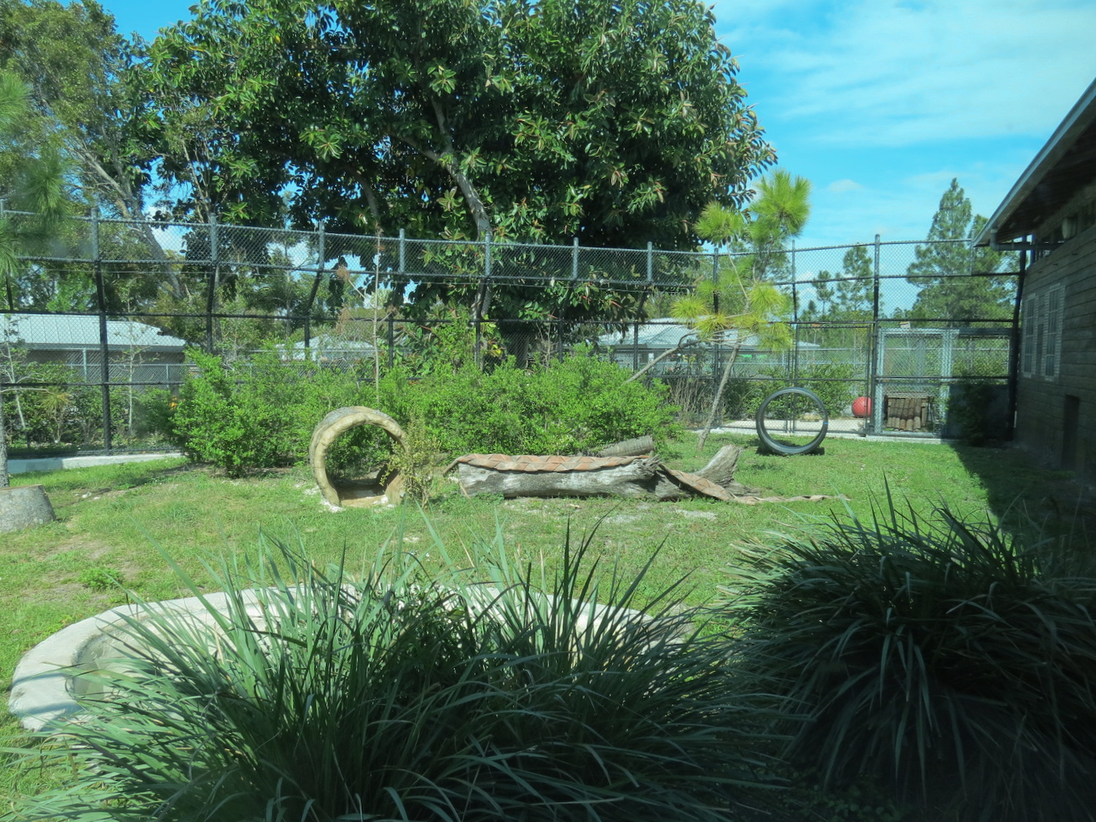 Florida: Mission Everglades - American Black Bear OR Florida Panther Rotational Exhibit 1