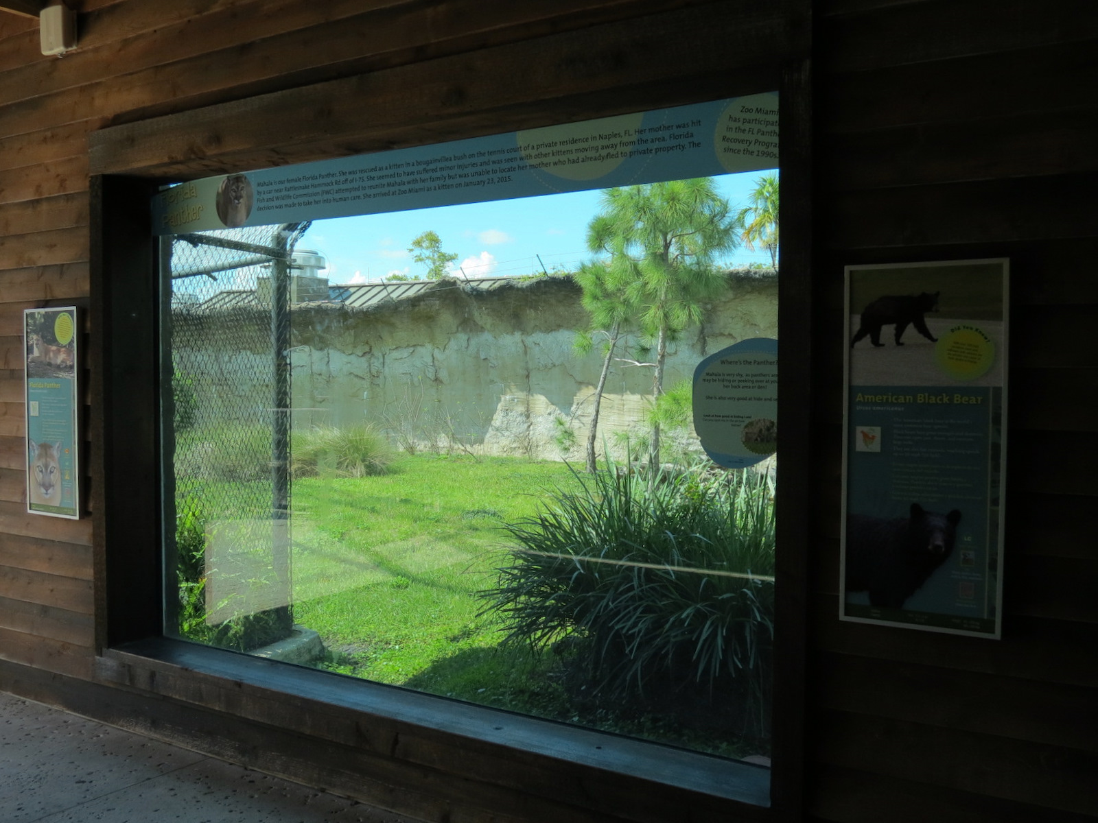 Florida: Mission Everglades - American Black Bear OR Florida Panther Rotational Exhibit 1