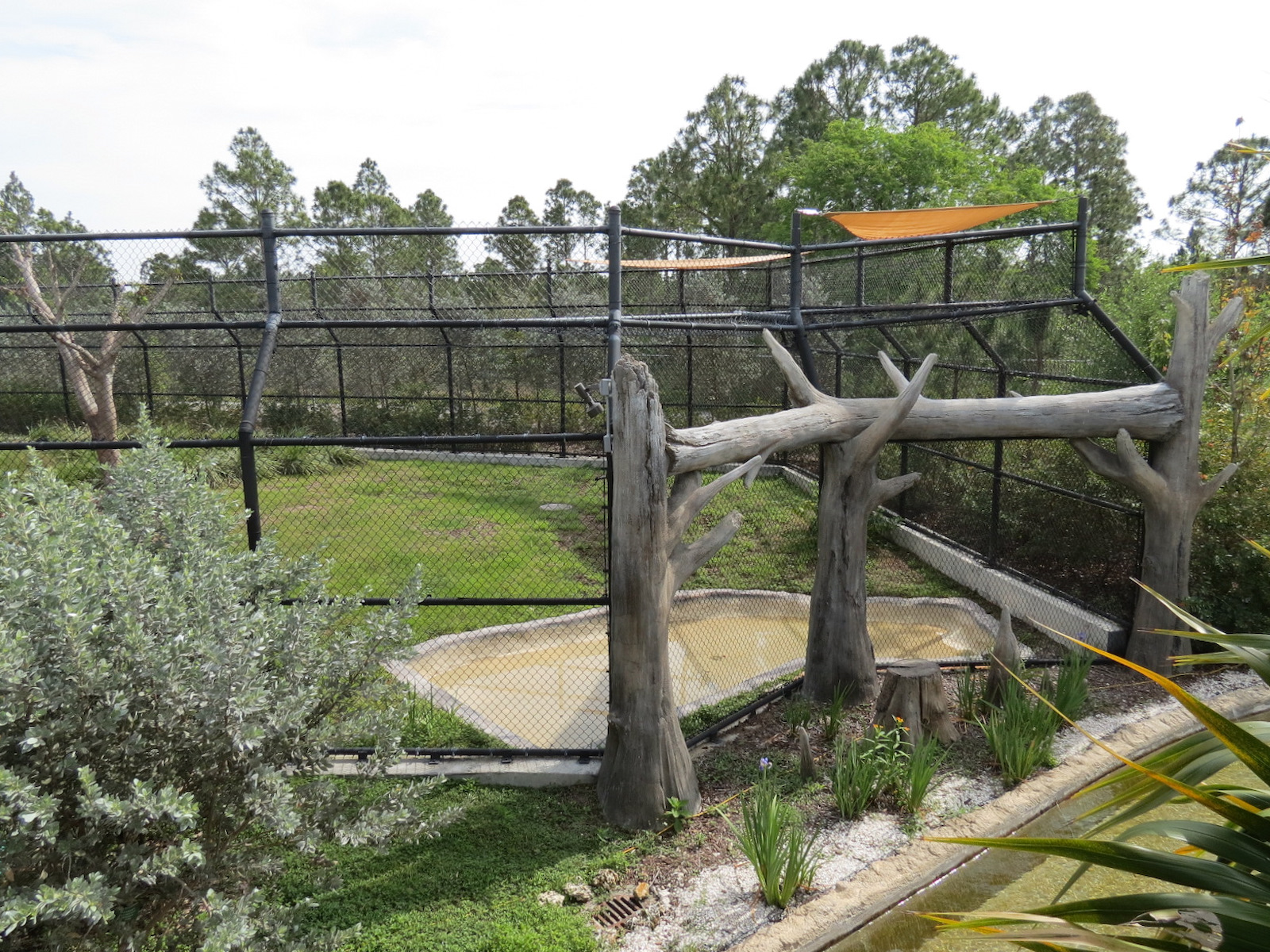 Florida: Mission Everglades - American Black Bear OR Florida Panther Rotational Exhibit 2 - Lostman's River Ride Viewing