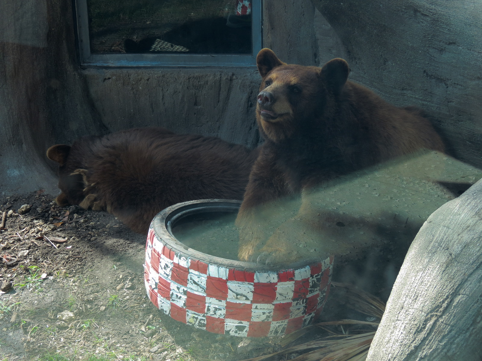 Florida: Mission Everglades - American Black Bear OR Florida Panther Rotational Exhibit 2