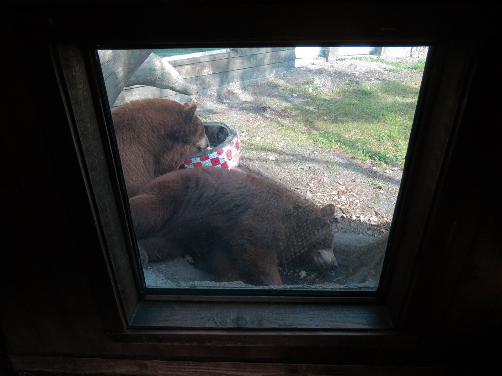 Florida: Mission Everglades - American Black Bear OR Florida Panther Rotational Exhibit 2